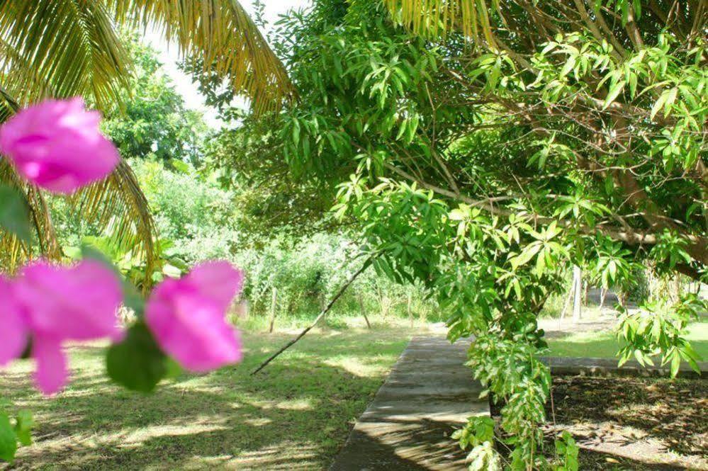 Au Jardin De Beausejour Otel Capesterre Dış mekan fotoğraf