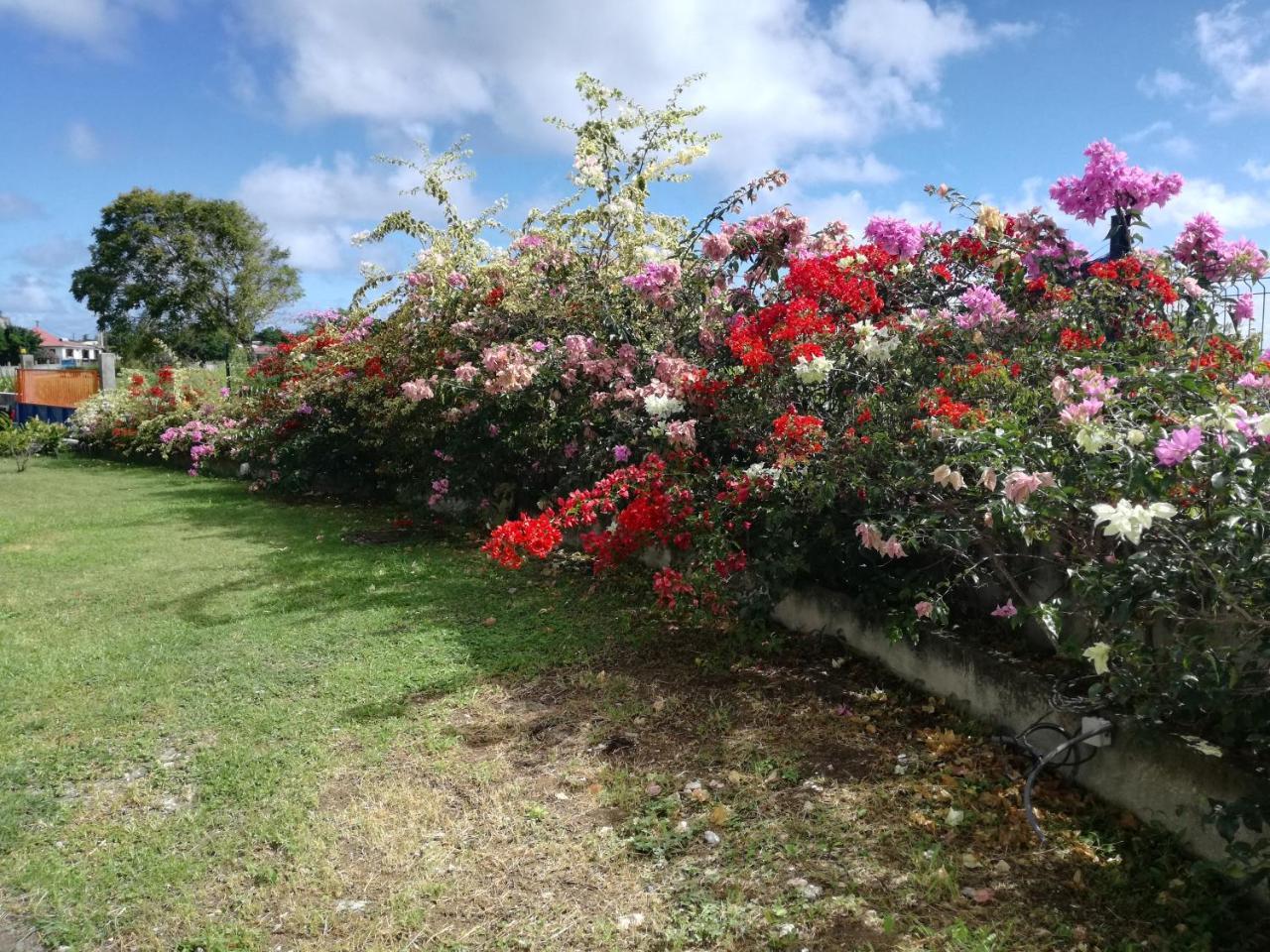 Au Jardin De Beausejour Otel Capesterre Dış mekan fotoğraf